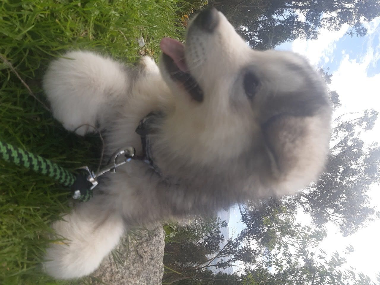 Perro
